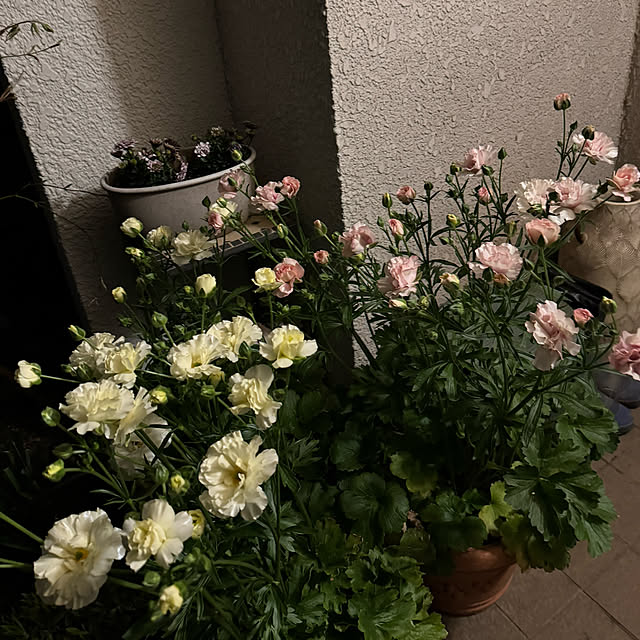 mamizaさんの実例写真