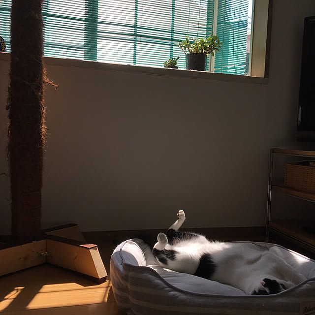 nobikoさんの実例写真