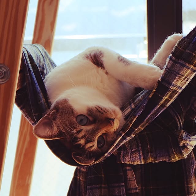 shino0916さんの実例写真