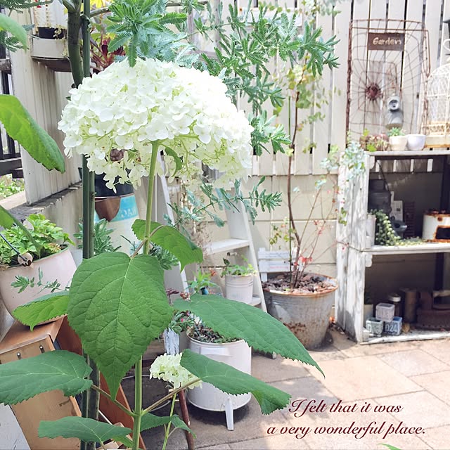 Whiteberryさんの実例写真