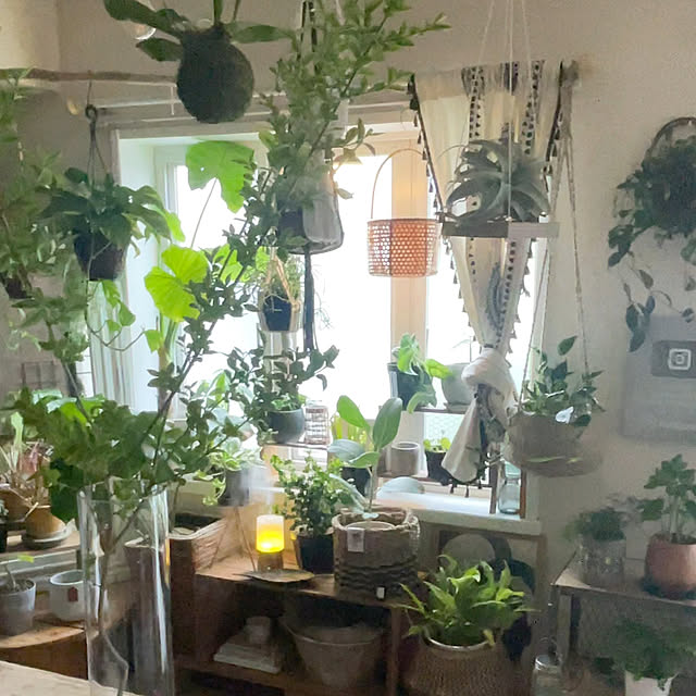賃貸DIY/賃貸でも楽しく♪/賃貸暮らし/ケーブルドラム/観葉植物インテリア...などのインテリア実例 - 2023-04-15 23:03:36
