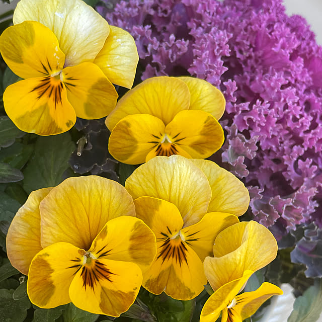 c.cさんの実例写真