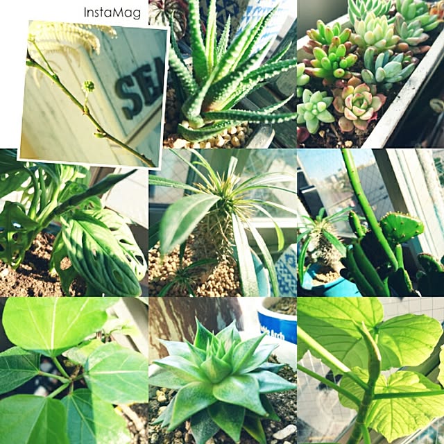 cocosorasakuさんの実例写真