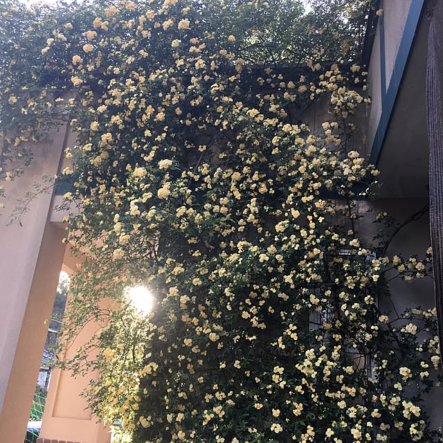 Mikaさんの実例写真