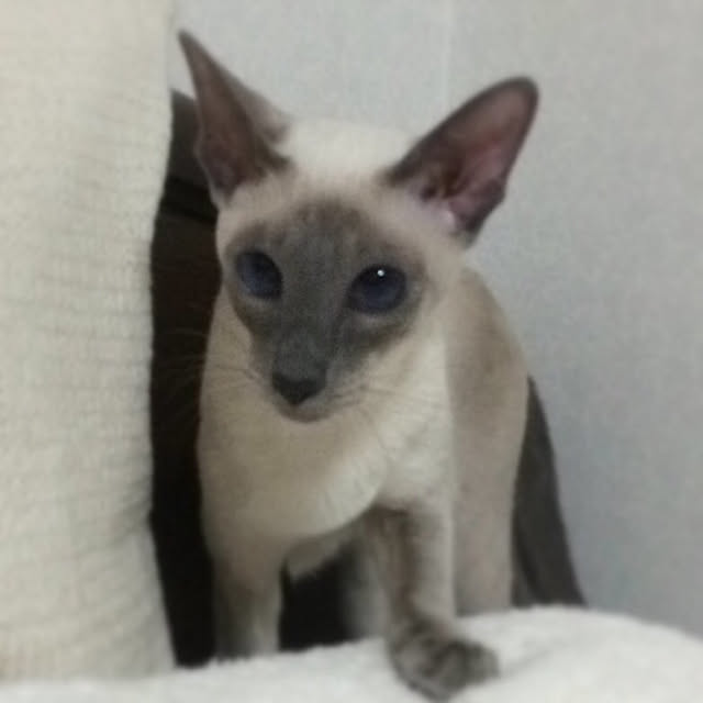 mujinekoさんの実例写真