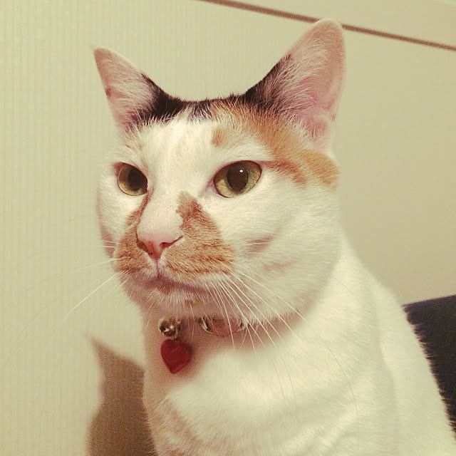 sho.さんの実例写真