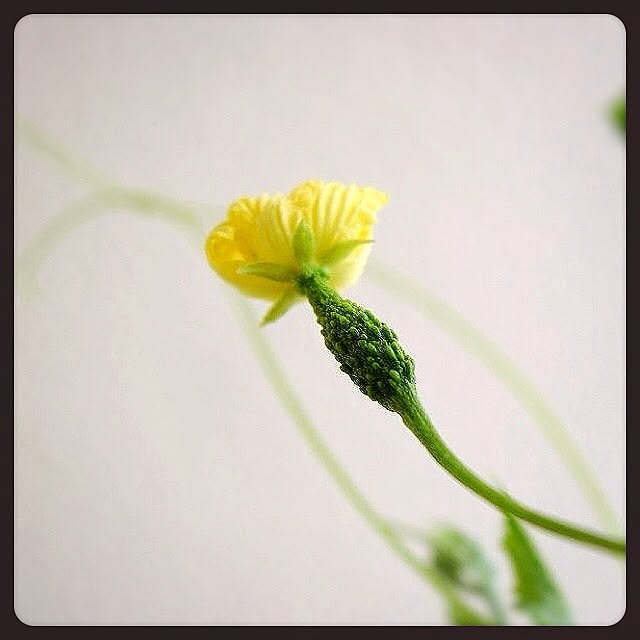 mashiさんの実例写真