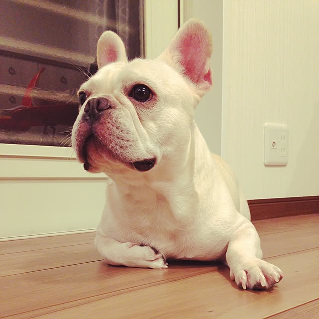 locomocobambiさんの実例写真