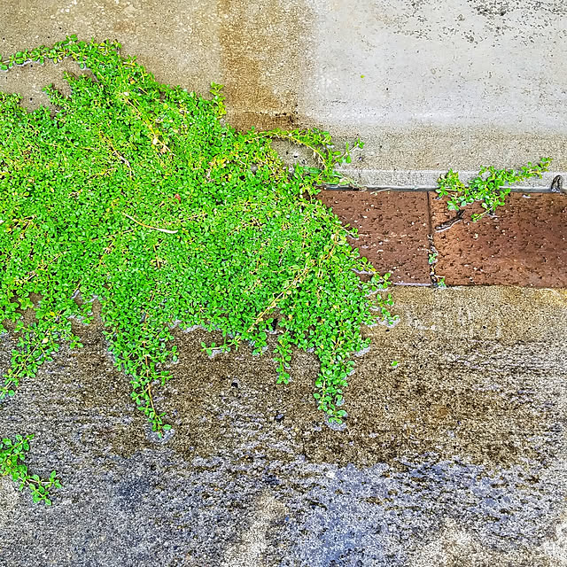 crapgreenさんの実例写真