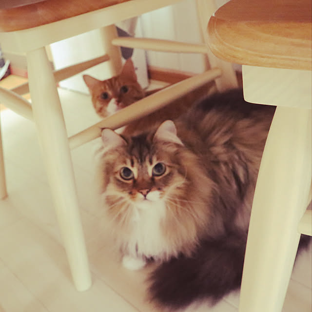 CATさんの実例写真