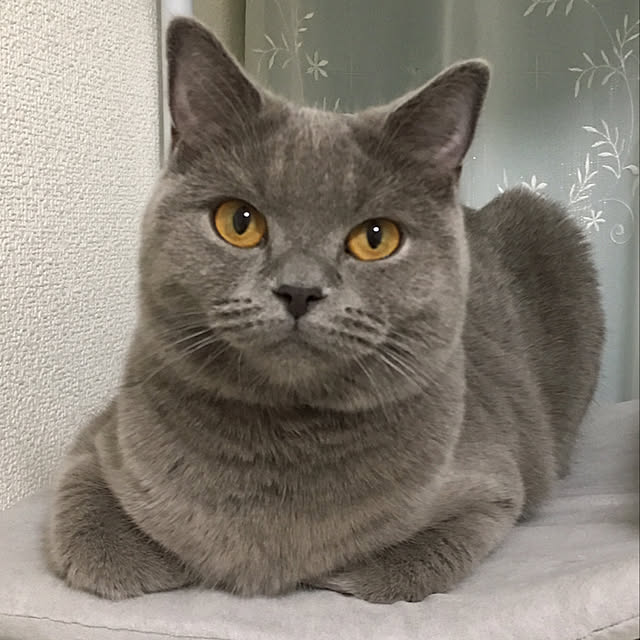 fionaさんの実例写真