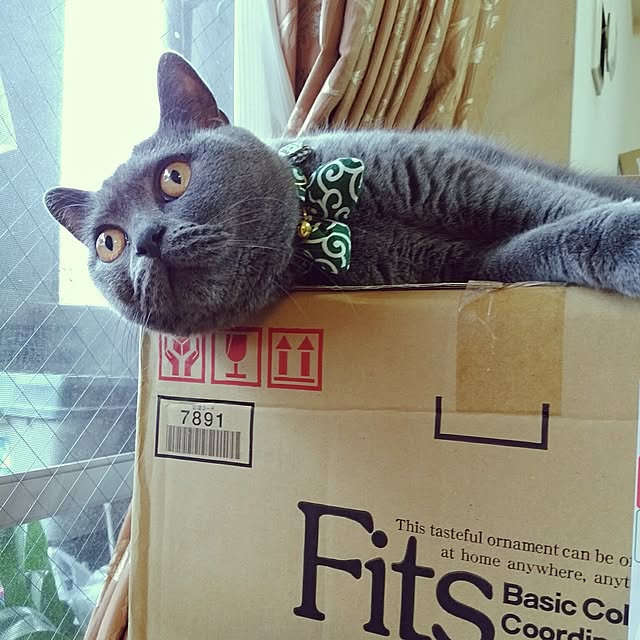 6catsさんの実例写真