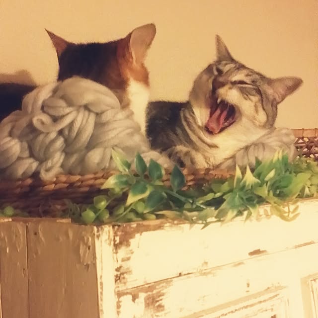 annさんの実例写真
