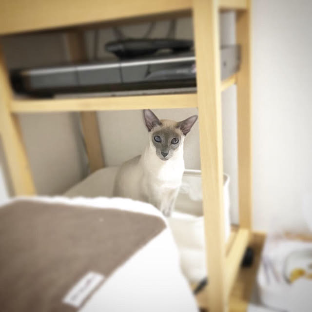 mujinekoさんの実例写真