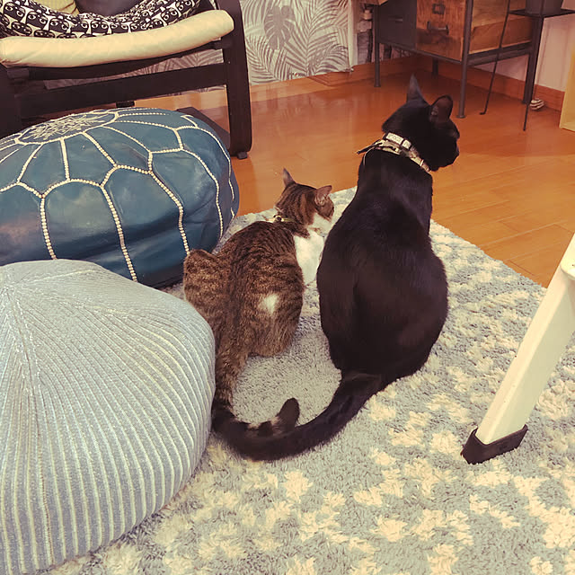 jijiさんの実例写真