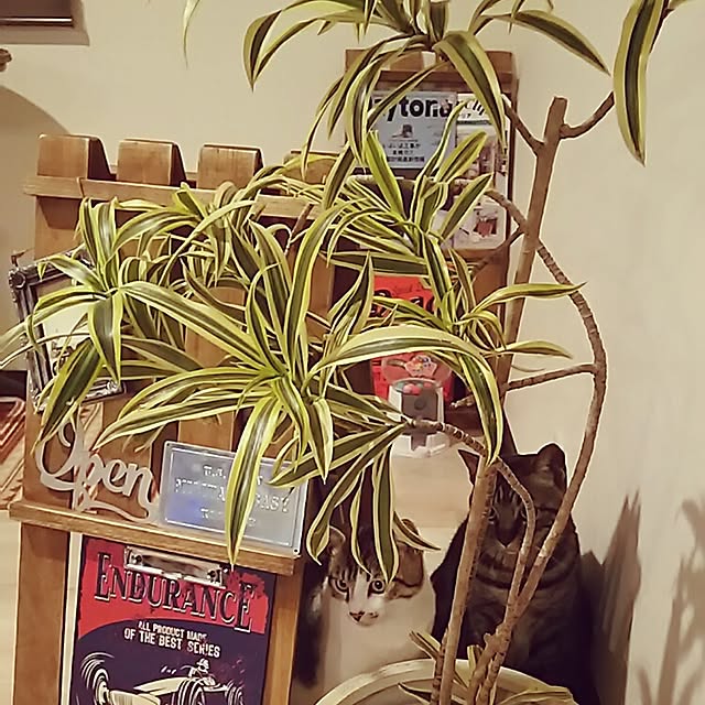 実例写真