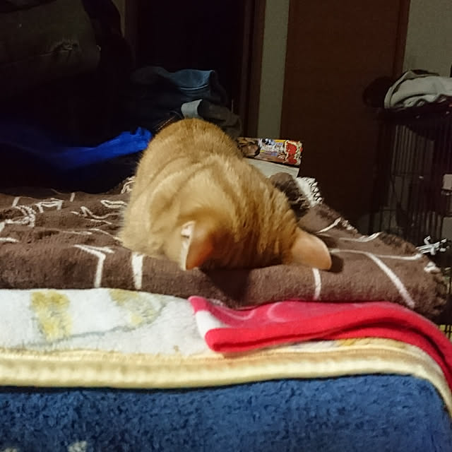 shinobuさんの実例写真