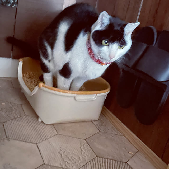 nekosamaさんの実例写真