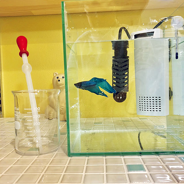 suzyのスペクトラム ブランズ ジャパン-テトラ (Tetra) 26℃ミニヒーター 50W 安全カバー付 熱帯魚 金魚 メダカ アクアリウムの家具・インテリア写真