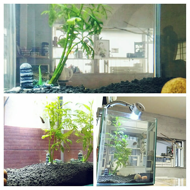 littlemomさんの実例写真