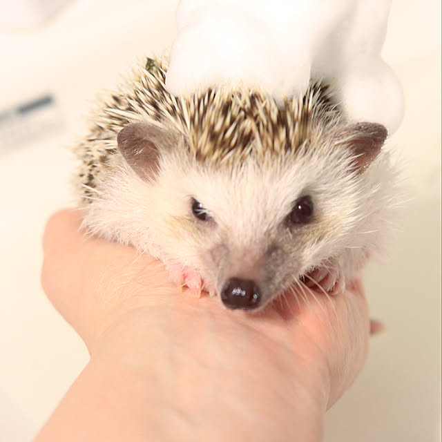 Chikakoさんの実例写真
