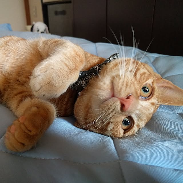 ベッド周り/ケルヒャースチームクリーナー/ねこと暮らす。/ねこのいる日常のインテリア実例 - 2017-06-02 08:29:32