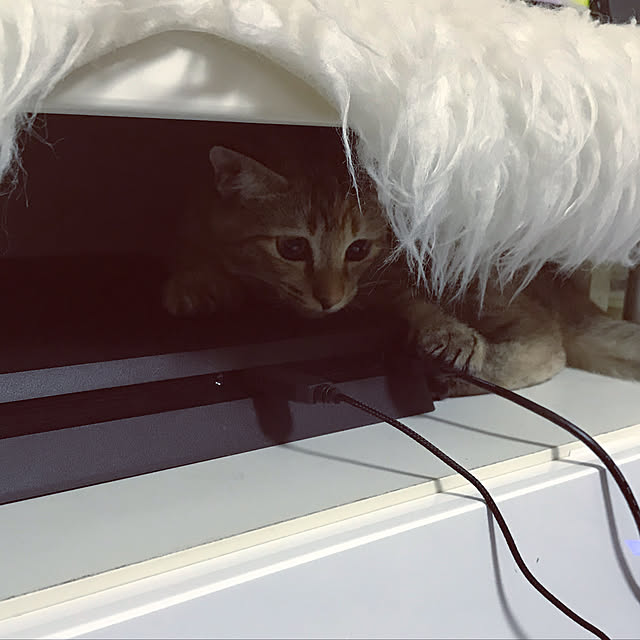 pumehanaさんの実例写真
