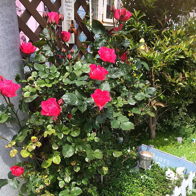 mikan0607さんの実例写真