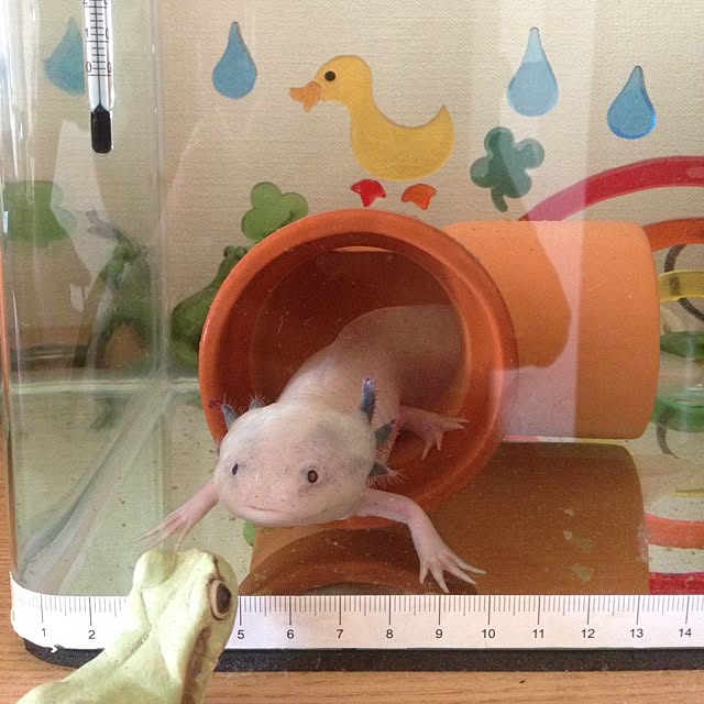 ateliervineさんの実例写真
