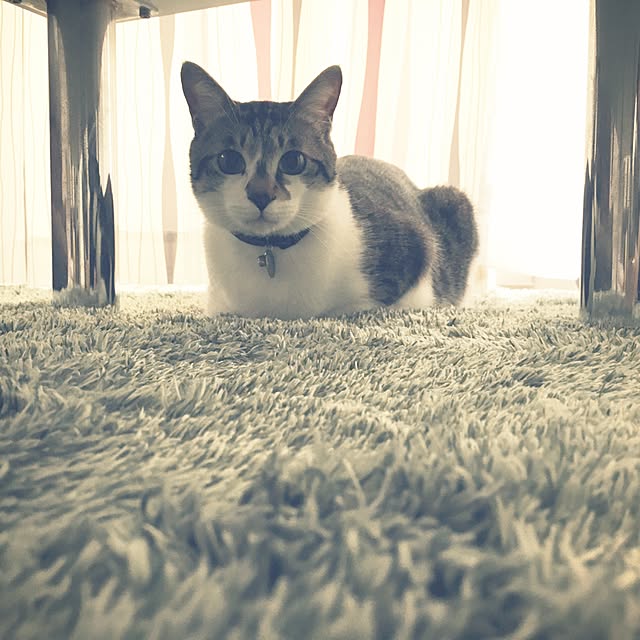 ...tomo...さんの実例写真