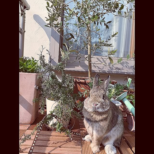 sakuusaさんの実例写真