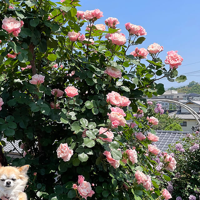 natsumiさんの部屋