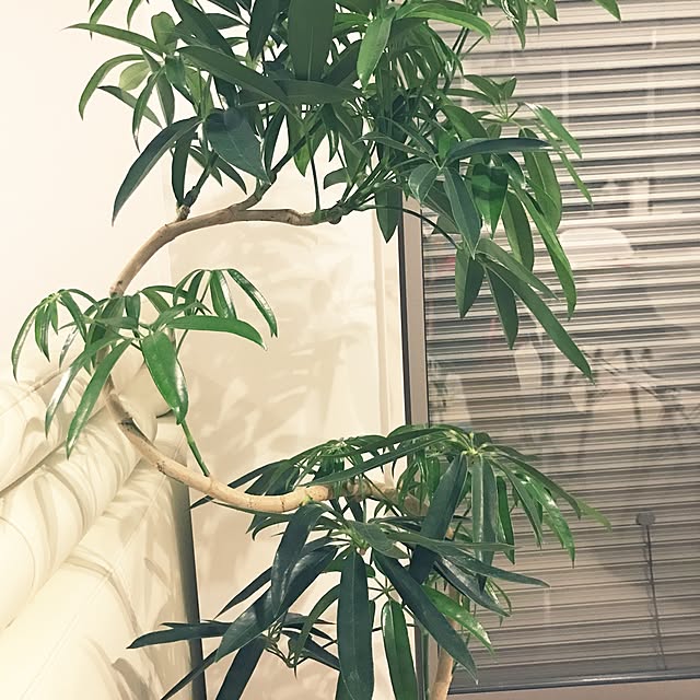 mmmmi5さんの実例写真