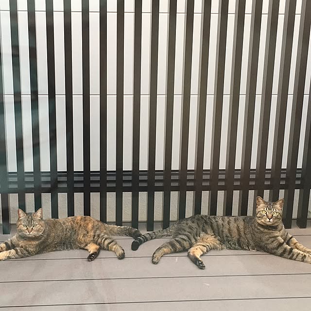 部屋全体/ねこばかりすみませんm(._.)m/ねこと暮らす。/ねこが好き/テラスのインテリア実例 - 2016-05-30 20:48:40