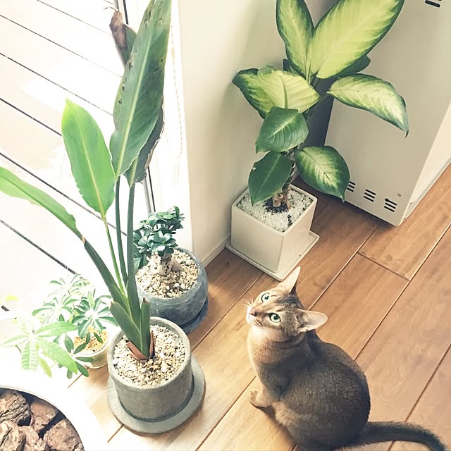 sakineko528さんの実例写真
