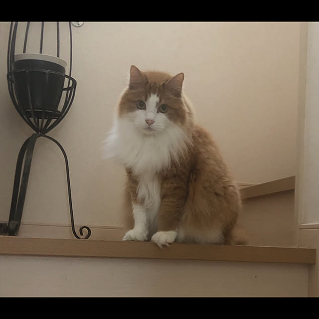 mocoさんの実例写真