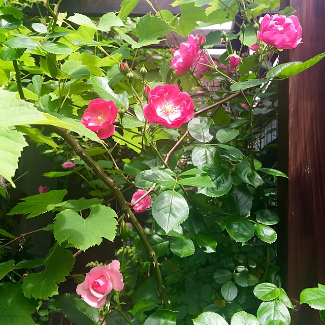 butachanさんの実例写真