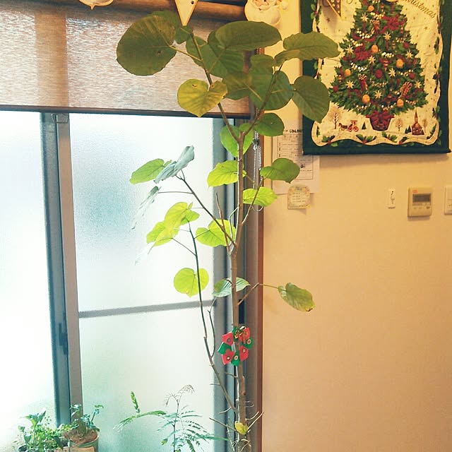 akr29さんの実例写真
