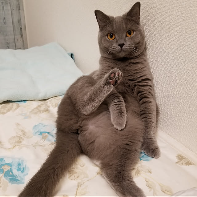 fionaさんの実例写真