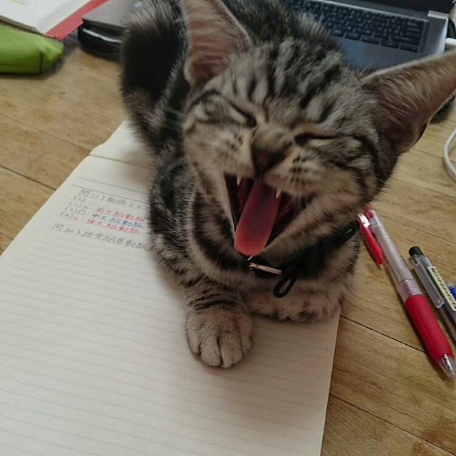 実例写真