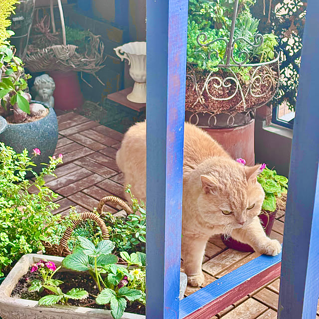 naokoさんの実例写真