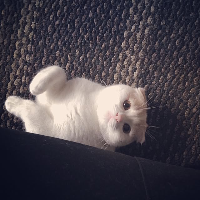 onojiijiさんの実例写真