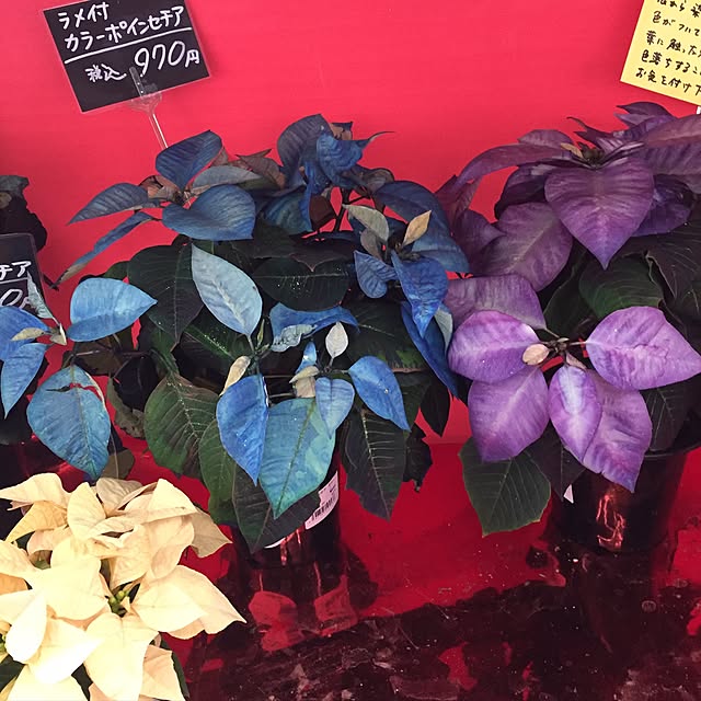 greenroseさんの実例写真