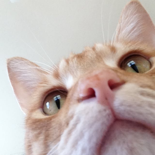 ohagiさんの実例写真