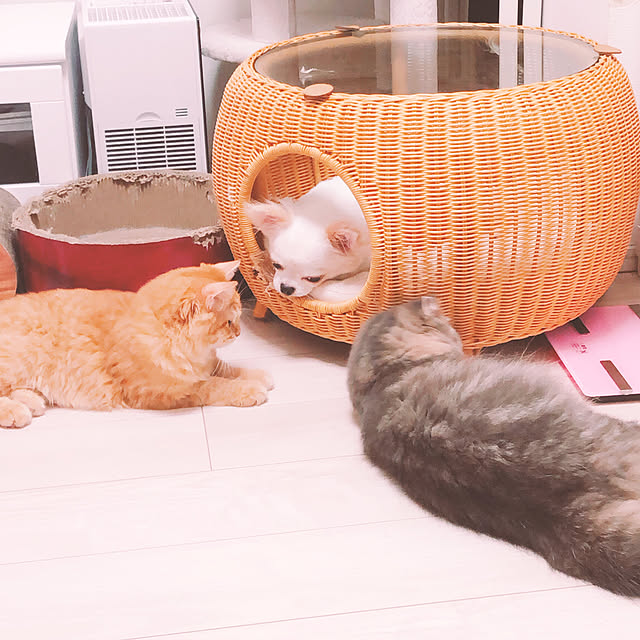 Mayuさんの実例写真
