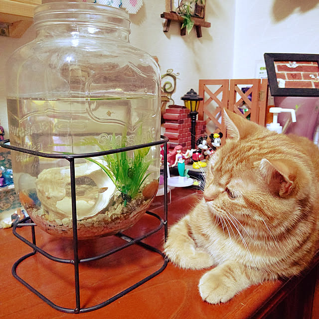 maicoさんの実例写真