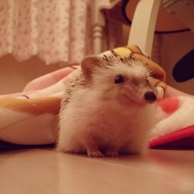 kuruさんの実例写真
