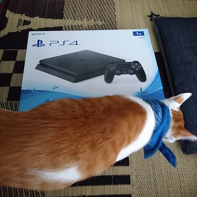 porinさんの実例写真