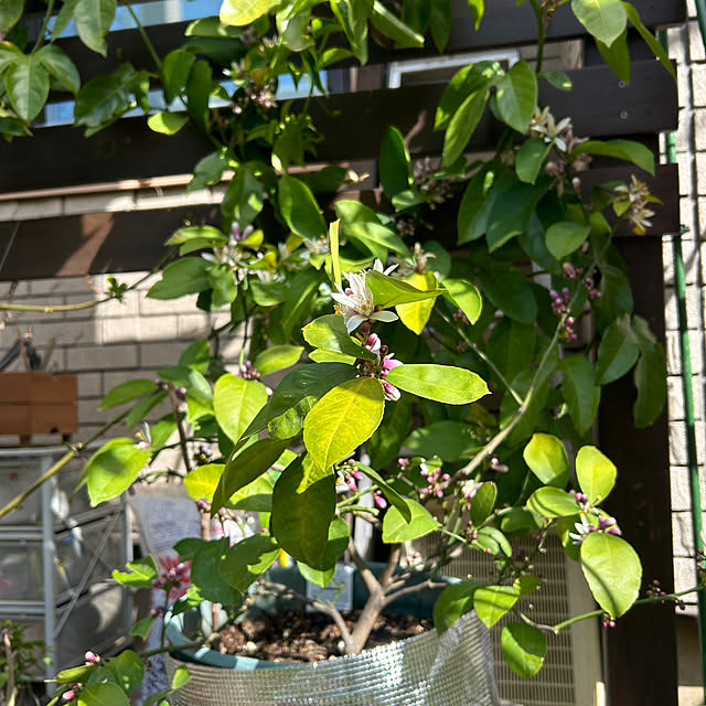 botanさんの部屋