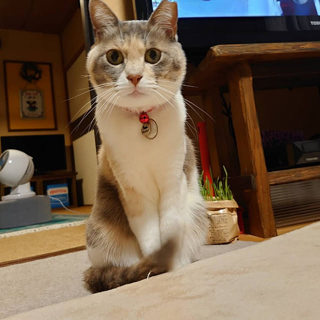 fukuさんの実例写真